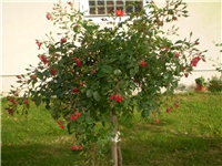6ae1360b-Picture 333.jpg